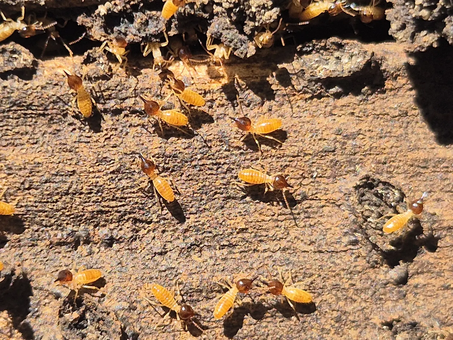 Live termites on damaged timber found during a Sydney termite inspection
